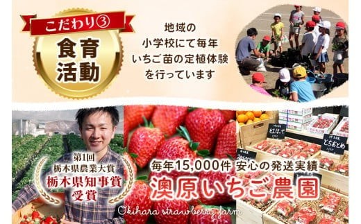 【2月以降発送】訳あり粒不揃い とちあいか 560g (280g×2P)  澳原いちご農園  | いちご 苺 イチゴ フルーツ 果物 産地直送 栃木県産