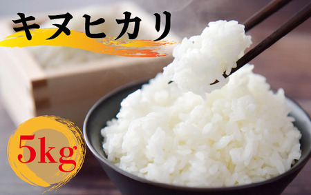 【2週間以内発送】【令和6年産】 米 キヌヒカリ 5kg お米 きぬひかり 米 米 米 米