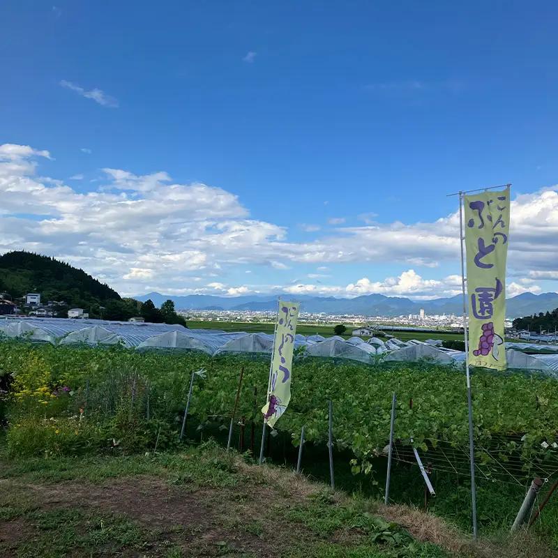 ぶどう狩り体験 (小学生以下2名まで利用) FY26-093