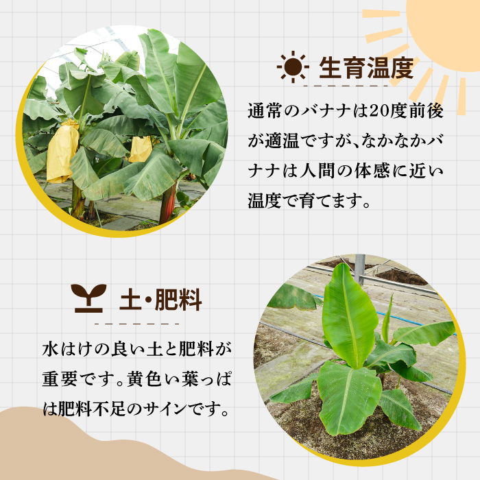 【皮ごと食べられる！】なかなかバナナ 5本 / バナナ フルーツ 果物 定期便 フルーツ定期便 / 南島原市 / ミナサポ 【SCW036】_イメージ4