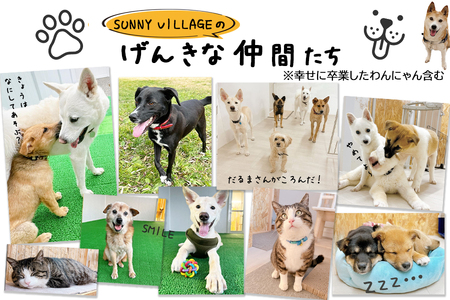 【お礼品なし】殺処分ゼロとその先を目指して！　動物保護シェルターへの応援寄附　20,000円/応援寄付金 返礼品なし お礼の品なし 地元支援 地域支援 ふるさと支援 殺処分 ゼロ 0 感謝 動物愛護 