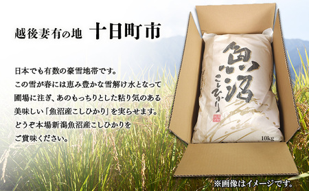新潟県魚沼産こしひかり10Kg（精米） 米 コシヒカリ 精米 新潟県 十日町市