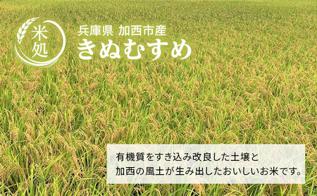きぬむすめ 白米 単一原料米 きぬむすめ【6kg(3kg×2袋)】【定期便3ヶ月】