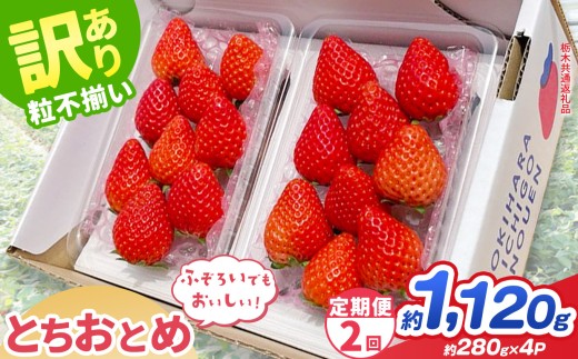【先行予約】【定期2回】訳あり とちおとめ 約 280g × 4P ｜【栃木県共通返礼品】いちご イチゴ 苺 訳あり 不揃い 粒  フルーツ  果物  ふるさと納税 いちご 栃木県 那珂川町 送料無料
