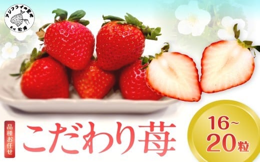 
            【先行予約】こだわり苺 品種お任せ小箱8粒～10粒×2パック( いちご 苺 イチゴ 紅ほっぺ かおり野 さがほのか 恋みのり 果物 フルーツ )【B0-236】
          