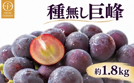 種無し巨峰 約1.8kg 3～6房 ［おぶせファーマーズ］ 果物 フルーツ ぶどう ブドウ 葡萄 冷蔵便 クール便 長野県産 信州産 令和8年産 【2026年9月上旬～10月中旬発送】 ［F-25］