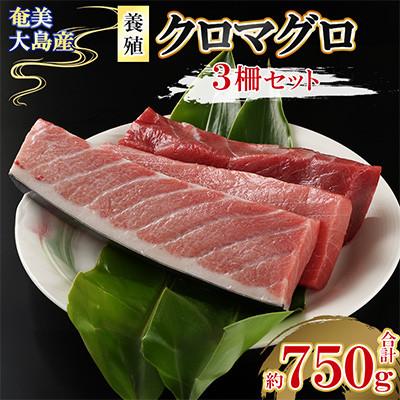 ふるさと納税 瀬戸内町 奄美大島産養殖クロマグロ(3柵セット)