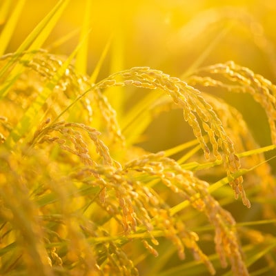 ブランド別格米30kg