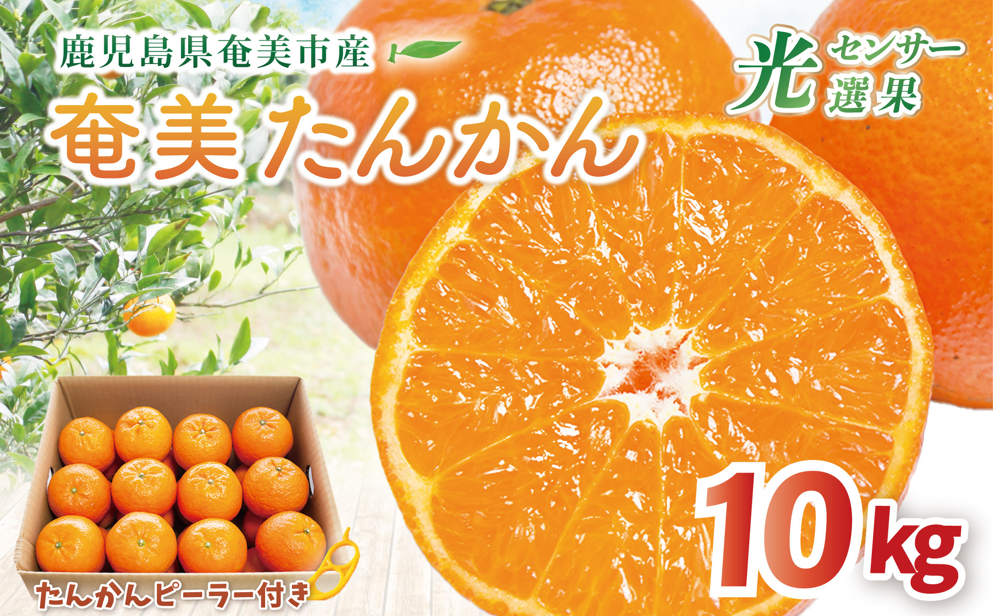 
            【2026年先行予約】【奄美大島産】おいしい完熟たんかん 光センサー選別 10kg　A145-003
          