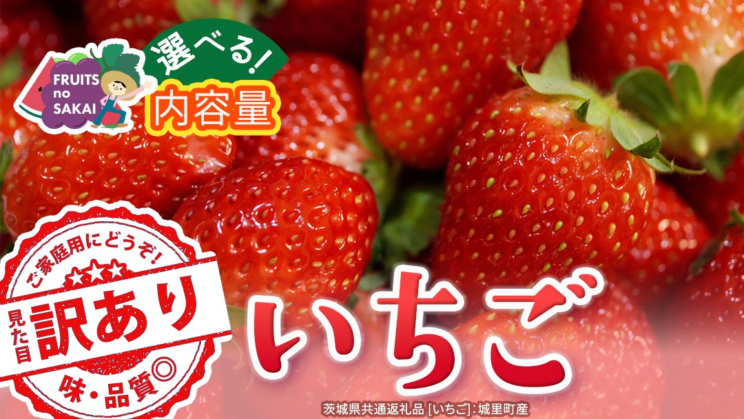 
                  ＼選べる 内容量／訳ありいちご 約1kg または 約2kg【2027年1月から発送開始】（茨城県共通返礼品 [いちご]：城里町産） いちご イチゴ 苺 訳あり 不揃い 家庭用 大容量 お得 ふるさと納税
                