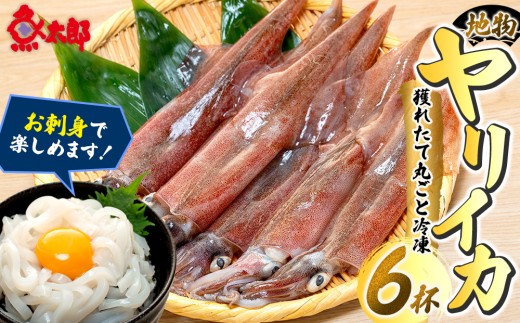 地物ヤリイカ獲れたて丸ごと冷凍 6杯 烏賊 いか ヤリイカ イカ 晩ごはん イカフライ いかめし おかず お弁当 刺身 おさしみ 海鮮 鮮魚 おつまみ 晩酌 惣菜 人気いか 美味しいいか 美味いイカ IKA ika おすすめ 地物 ご当地 南知多 愛知県 南知多町