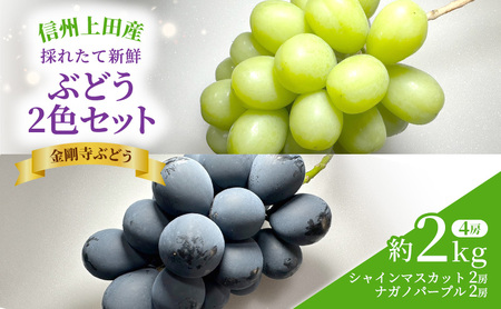 シャインマスカット ナガノパープル 信州上田産金剛寺ぶどう 約2kg 4房 詰め合わせ 葡萄 ブドウ 2kg 果物 くだもの フルーツ デザート 旬の果物 旬のフルーツ 長野県 長野