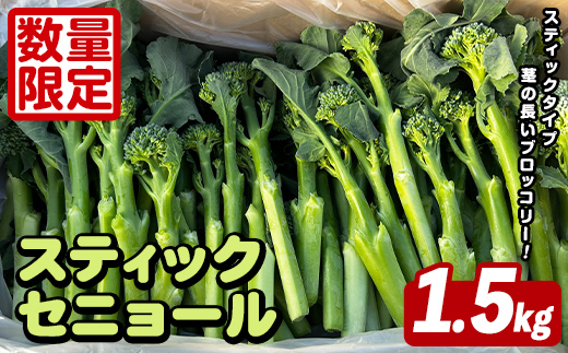 ＜先行予約受付中！2026年5月以降順次発送予定＞ スティックセニョール (1.5kg) 国産 鹿児島県産 阿久根市産 ブロッコリー 野菜 サラダ お弁当 ピクニック 産地直送 茎ブロッコリー 肉巻き 数量限定 期間限定 【うとさんち】akn067-25