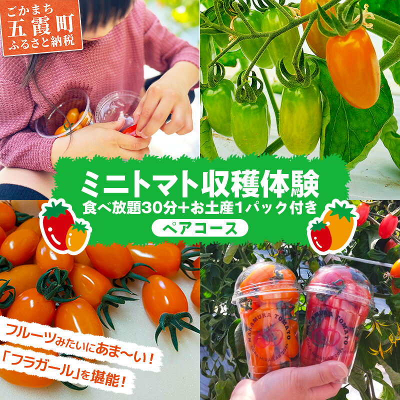 【ふるさと納税】中村さん家のトマト収穫体験【ペアコース】【2026年5月6日 水曜日 祝日 開催】- 農業体験 30分 食べ放題 1パック お持ち帰りお土産付き 収穫 新鮮 茨城県 五霞町 開催