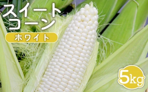 
            【先行受付】 スイートコーン ホワイト 5kg ｜ オンライン 申請 ふるさと納税 北海道 新十津川 北海道産 とうもろこし トウモロコシ コーン 甘い 2L 大きい フルーツコーン 生 生で食べられる 生食 野菜 やさい 新鮮 大容量 新十津川町【1201901】
          