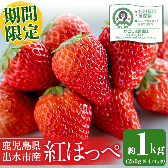 【ふるさと納税】＜先行予約受付中！2026年1月上旬から4月上旬の間に発送！＞いちご 紅ほっぺ(計約1kg・250g×4P) いちご 苺 イチゴ 果物 くだもの フルーツ 旬 甘酸っぱい 紅ほっぺ 鹿児島県産 高尾野産 高床式栽培 【山ん神】