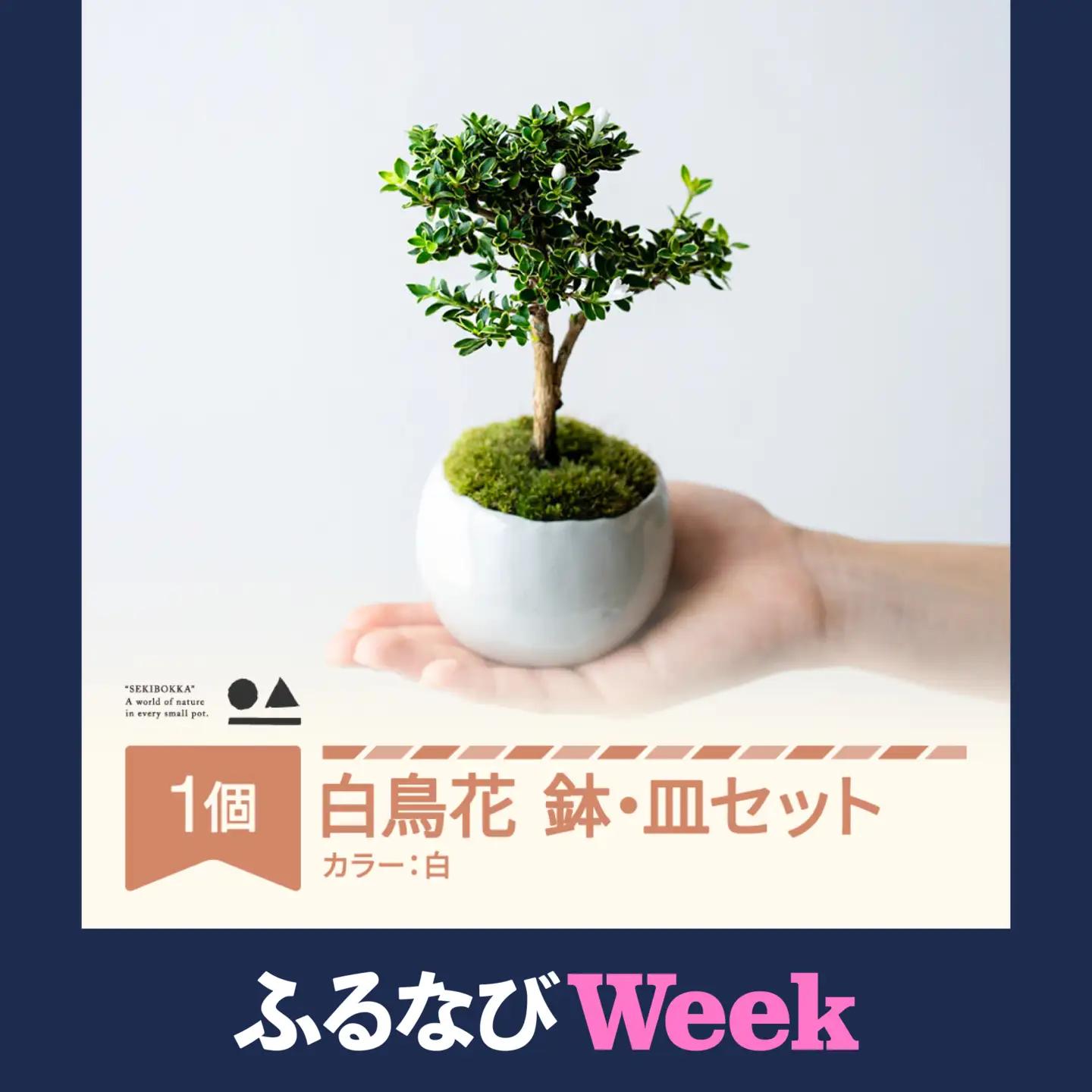 【ふるなびWEEK対象】【鉢皿色・白】 トキワサンザシ 常盤山査子 盆栽 植物 石木花 sw-botkx380
