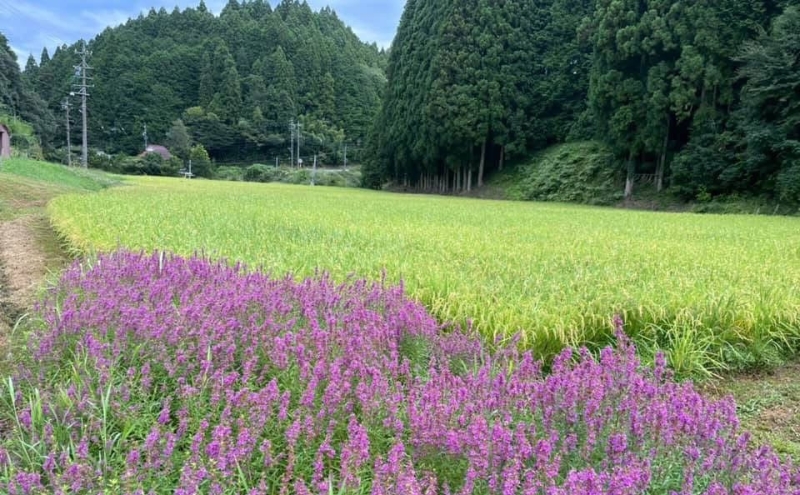 先行販売！令和8年度産　伊賀産コシヒカリ　極上　箸ひかり(精米真空パック)900ｇ×3袋 コシヒカリ 3年連続 特A 米 こしひかり ご飯 ごはん 白米 精米 三重県 名張市