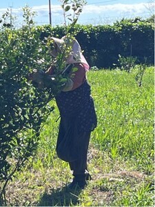 皮ごとシークワーサー果汁100％（300ml×３本セット）調味料 飲料 お酒 数量限定 先行予約【R00359】