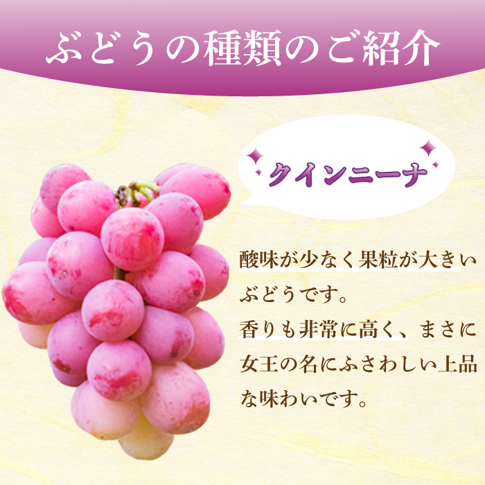 【先行受付】みのる農園おまかせ ぶどう食べくらべ（4房）葡萄 ブドウ 詰合せ 果物 フルーツ 2025年7月～10月上旬お届け 広島県三原市 206001