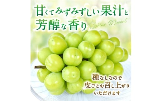 先行予約！ 朝摘み シャインマスカット 秀品 2房（約1.2kg）こだわり農家厳選！【2026年8月末から9月末順次発送予定】/ フルーツ ぶどう ブドウ 葡萄 マスカット 和歌山県 かつらぎ町 ジューシー 厳選 産地直送 果物 【kgr035】