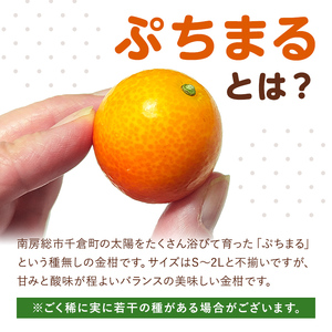 種無し金柑　ぷちまる　訳あり　3kg mi0084-0011-5