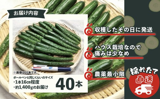 ステックキュウリ ポクポク柔らか！めんこい！約40本　90P3213【ひない渡辺農園しどけ村】