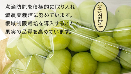 【 藤澤ブドウ園 】 こだわり の シャインマスカット 1房 約700g 2025年産 先行予約 ぶどう ブドウ 葡萄 フルーツ [AH005ci]