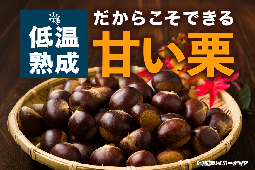 生栗 2kg 利平 栗 くり 国産 2L サイズ 以上 大きい 大粒 取り寄せ 笠間 茨城 和栗 甘栗 低温熟成 ギフト プレゼント 秋 旬 おやつ スイーツ 果物 フルーツ 栗ご飯 栗きんとん 栗お