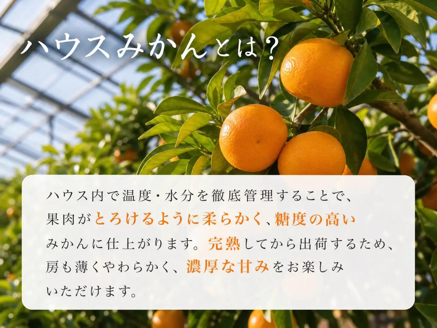 紀州和歌山有田産ハウスみかん 2.5kg 化粧箱入 ふるさと納税 ミカン ｜みかん ミカン 蜜柑 フルーツ みかん ふるーつ みかん 果物 みかん くだもの みかん 和歌山 みかん