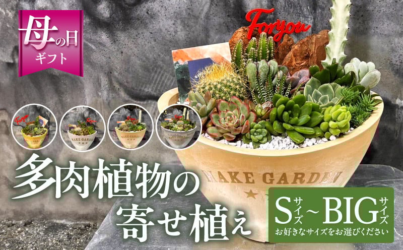 
                  【サイズが選べる】【数量・期間限定】【母の日】多肉植物の寄せ植え_M238-008-MD-SKU
                