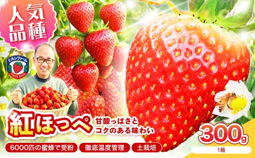 【2027年1月～5月発送予定】【いちご本来の甘酸っぱさを味わう】定番人気 紅ほっぺ 約300g（約300g×1パック×1箱）【配送不可地域：北海道・沖縄・離島】【121E-003-2027】
