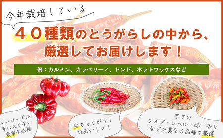 【十色とうがらしファーム】世界のとうがらし詰合せ＜ヨーロッパ＞　【11100-0811】