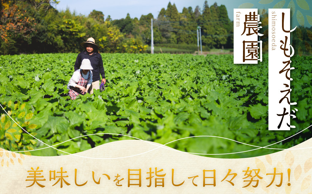 鹿児島県産 土付き ごぼう 約3kg