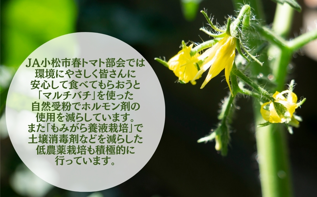 春トマト 約4kg（20玉～24玉） 小松産 野菜 春とまと | 石川県 小松市【JAあぐり】