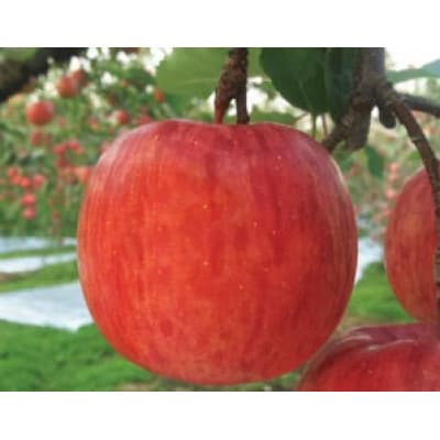 りんご 「サンふじ紅虎」 贈答用 約5kg【配送不可地域：離島】