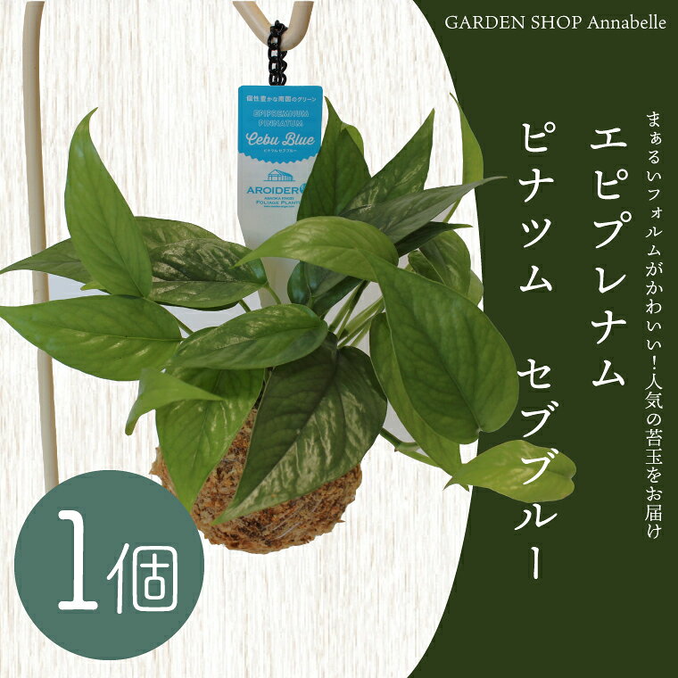 【ふるさと納税】エピプレナム ピナツム セブブルー (1個) 苔玉 エピプレナム 観葉植物 インテリア 植物 FKK19-730