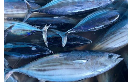 【期間限定発送】戻り鰹 1尾 約2.5～3kg [さんりくみらい 宮城県 気仙沼市 20564216] 生鮮 かつお 鮮魚 季節限定