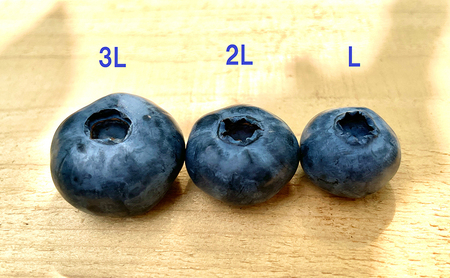森の宝石箱 生で食べる大粒無農薬（栽培期間中）ブルーベリー 約150g×5パック 3Lサイズ 