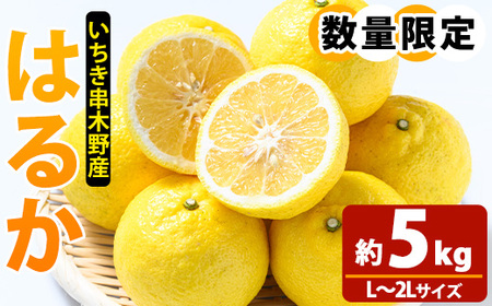 【先行予約】＼数量・期間限定／池之上果樹園 の はるか（みかん）5㎏箱バラ詰め満杯～2026年1月上旬頃より順次発送予定！～ 果樹【A-1813H】