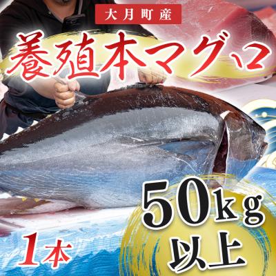 ふるさと納税 大月町 特大 国産 養殖 本マグロ 50kg以上 一本丸ごと 本まぐろ 丸ごと1本 解体ショー イベント