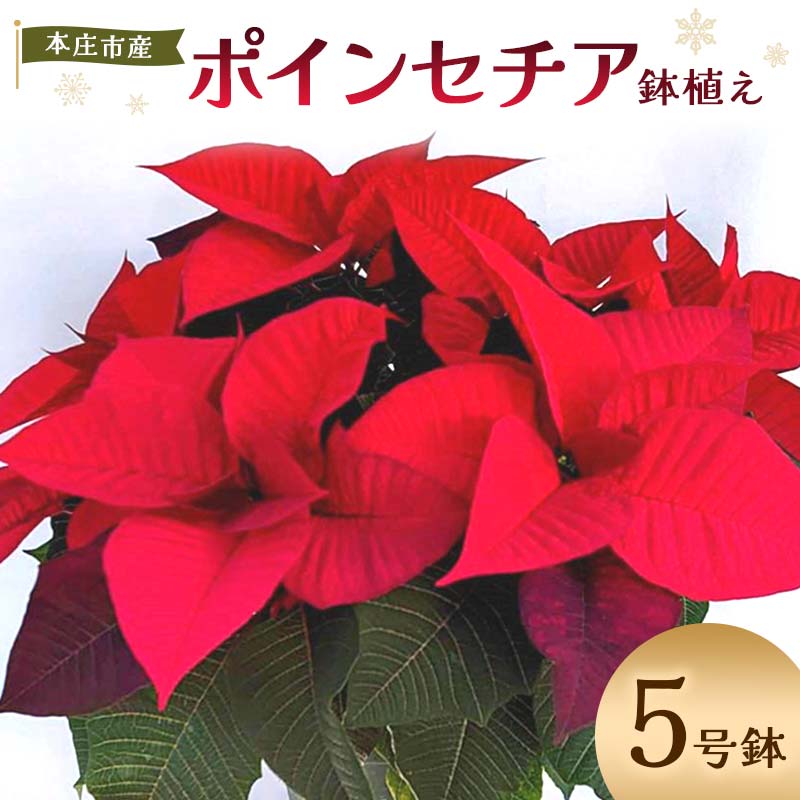 【ふるさと納税】贈答用 ポインセチア 鉢植え 5号鉢 2025年10月下旬から順次発送 赤 レッド 花 フラワー 鉢植 植物 インテリア 冬 クリスマス 贈り物 プレゼント ギフト 埼玉県 本庄市 F5K-170