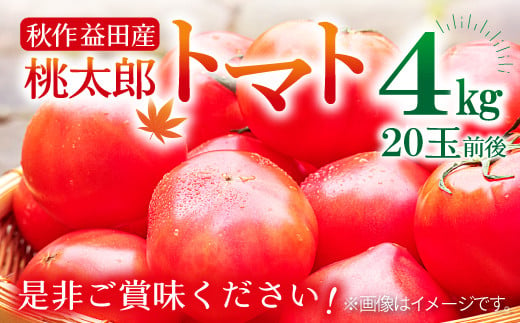 秋作益田市産　桃太郎トマト４㎏！ぜひご賞味ください。