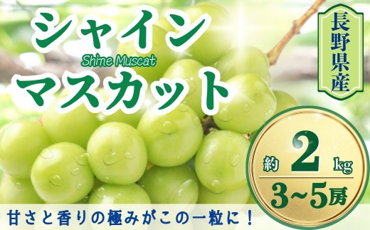 【2026年先行予約】シャインマスカット 約2kg(3~5房)｜ 果物 フルーツ 白ぶどう 葡萄 ブドウ 種無し 種なし 皮ごと 千曲市 長野県 信州