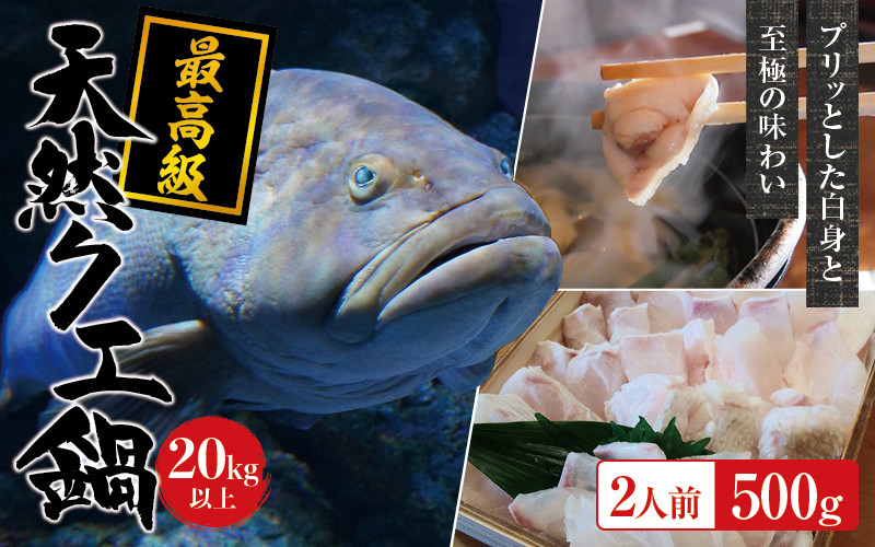
            天然 最高級クエ 20kg 以上  クエ鍋セット 2人前(250g×2) 【2025年11月下旬から2026年2月下旬までに順次発送致します。】 / 高級 海鮮 お魚 魚  くえ鍋 クエ鍋 くえ くえ天然 海産物【tkw010】
          