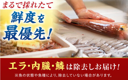 【定期便】全6回(隔月発送)【加福鮮魚】「若狭小浜港産地直送」旬の天然鮮魚お任せセット！地魚 下処理済み 刺身 煮魚 焼き魚 小浜市 / 加福鮮魚 【配送不可地域：北海道、北東北（秋田、青森、岩手）、