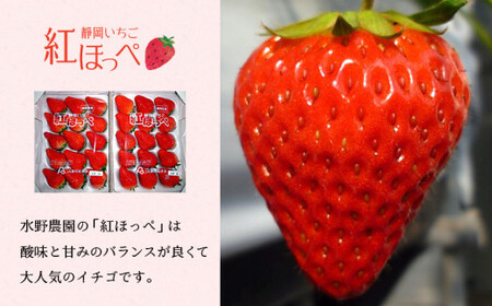 いちご 掛川産 完熟いちご 紅ほっぺ  280g×4P 1.12kg (8~15粒入×4P) R7年1月から2月順次発送  水野農園 6273