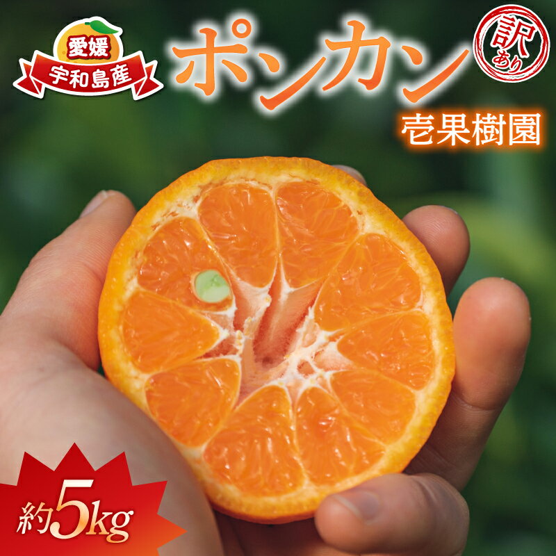 【ふるさと納税】 訳あり ポンカン 5kg 壱果樹園 わけあり 今津ポンカン 甘い コク 濃厚 ぽんかん 果物 くだもの フルーツ 柑橘 蜜柑 愛媛蜜柑 愛媛みかん 愛媛ミカン 訳アリ 訳あり品 訳有り わけあり 産地直送 数量限定 国産 愛媛 宇和島 B010-141004