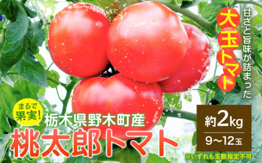 トマト 栃木県 野木町産 トマト 桃太郎 約2kg 秋山農園《3月上旬-7月上旬頃出荷予定》栃木県 野木町 甘い 野菜 桃太郎トマト