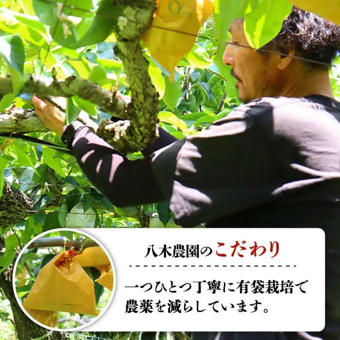 【2027年8月-発送】【口いっぱいのみずみずしさ！】豊水梨 約5kg 梨専門 八木農園 / 梨 なし ナシ / 南島原市 / 贅沢宝庫 [SDZ033]